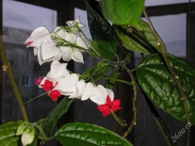 Лот: 1282783. Фото: 1. Клеродендрум Томпсона - Clerodendrum... Горшечные растения и комнатные цветы