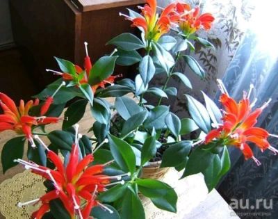 Лот: 13313545. Фото: 1. Эсхинантус Великолепный. Горшечные растения и комнатные цветы