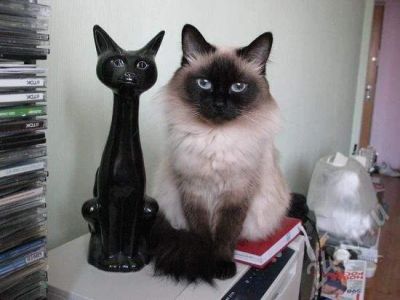 Лот: 392245. Фото: 1. Сиамская кошка ищет сиамского... Остальные животные