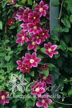 Лот: 3888187. Фото: 1. Клематисы Хани 2 сп обрезки (корень... Садовые цветы