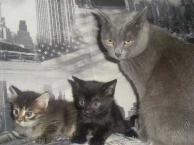 Лот: 2426898. Фото: 1. Британские котята по смешной цене. Кошки, котята
