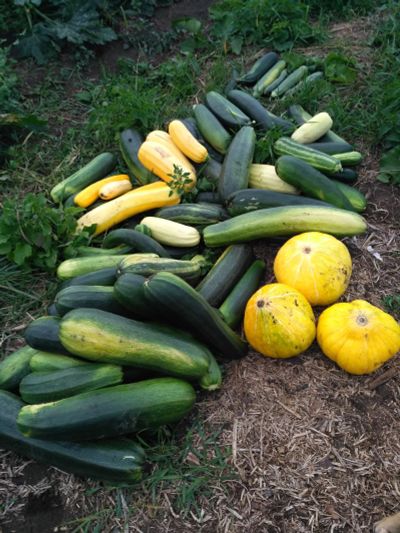 Лот: 12079307. Фото: 1. Кабачки, сладкие тыквы. Овощи, фрукты, зелень