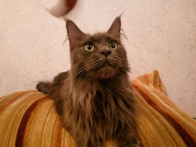 Лот: 8178350. Фото: 1. Мейн-кун девочка 3 года. Кошки, котята