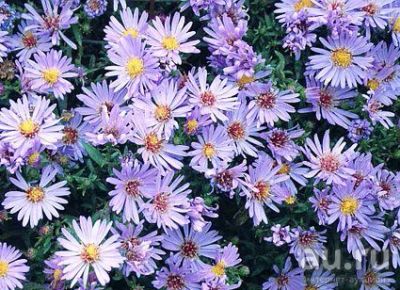 Лот: 9751511. Фото: 1. Астра многолетняя. Садовые цветы