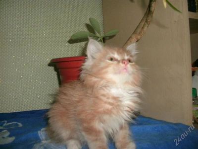 Лот: 2157451. Фото: 1. курильский бобтейл девочка1. Кошки, котята