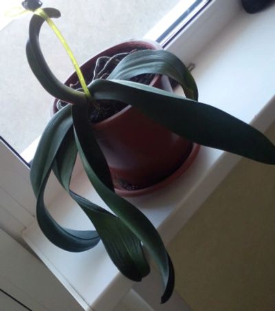 Лот: 5359059. Фото: 1. орхидея в горшке. Кашпо, горшки, вазоны для цветов