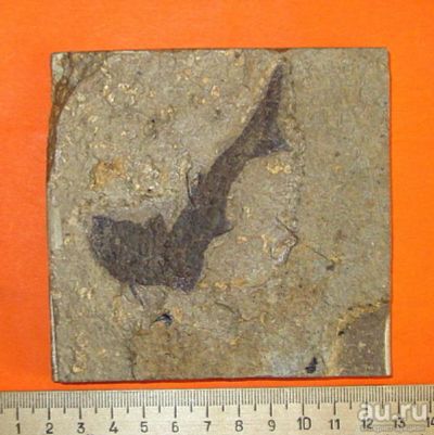 Лот: 18290317. Фото: 1. Отпечаток ископаемой рыбы акантоды... Минералы и окаменелости
