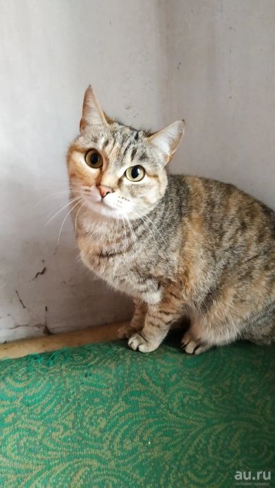 Лот: 12806632. Фото: 1. Кошка. Кошки, котята