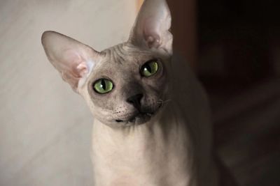 Лот: 4549166. Фото: 1. Сфинкс 1.5 года. Кошки, котята