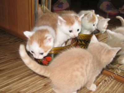 Лот: 706442. Фото: 1. Рыжие котята в добрые ручки!. Остальные животные
