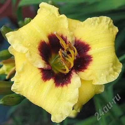 Лот: 832558. Фото: 1. Шикарный Лилейник "Bumble Bee... Другое (семена, рассада, садовые растения)