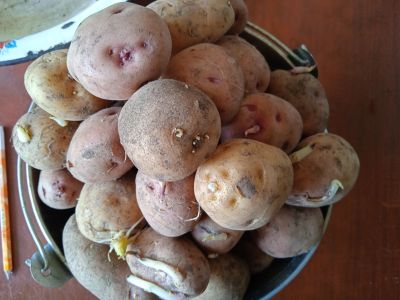 Лот: 17441495. Фото: 1. 2,5кг картошки на семена (на еду... Овощи