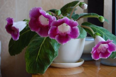 Лот: 5562386. Фото: 1. Глоксиния малиновая, без горшка. Горшечные растения и комнатные цветы