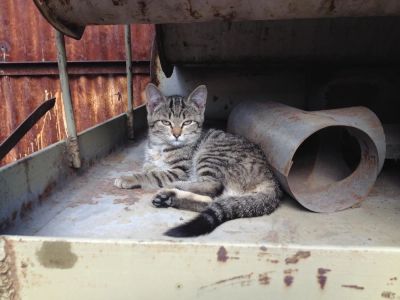 Лот: 4317918. Фото: 1. Котята в дар. Кошки, котята