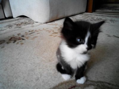 Лот: 3623287. Фото: 1. Отдам котят в хорошие руки. Кошки, котята