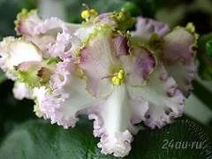Лот: 1832307. Фото: 1. Фиалка Lime Jewel (детка). Горшечные растения и комнатные цветы
