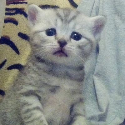 Лот: 8093984. Фото: 1. Британец кошка. Кошки, котята