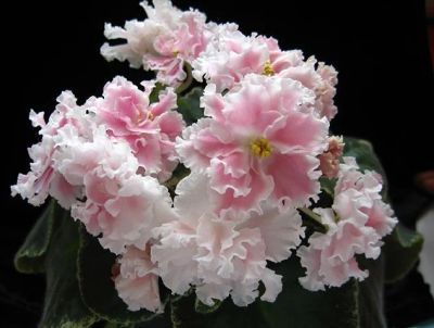 Лот: 3841856. Фото: 1. Фиалка Розовая Акварель (лист). Горшечные растения и комнатные цветы