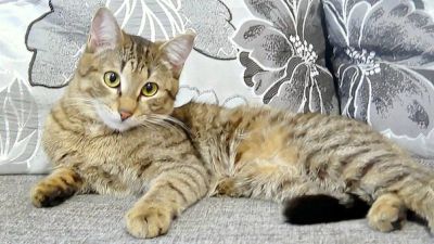 Лот: 5716661. Фото: 1. Молоденький котяшка интелектуальной... Кошки, котята