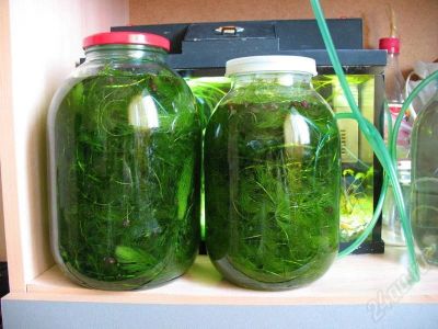 Лот: 306565. Фото: 1. Роголистник высшего класса!. Водные растения
