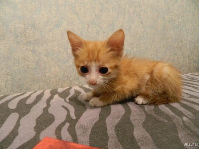 Лот: 8159699. Фото: 1. продам котят. Кошки, котята