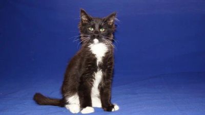 Лот: 5150160. Фото: 1. Огромный парень мейн-кун1. Кошки, котята