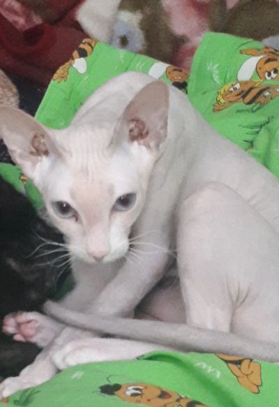 Лот: 11923958. Фото: 1. Кошка Донской Сфинкс. Кошки, котята