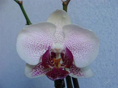 Лот: 893911. Фото: 1. Орхидея Фаленопсис,интересный... Горшечные растения и комнатные цветы