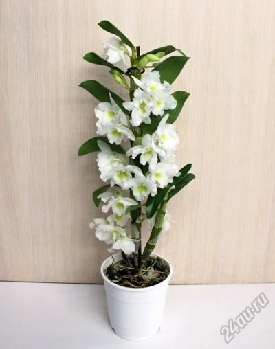 Лот: 9964094. Фото: 1. Dendrobium (разновидность орхидеи... Горшечные растения и комнатные цветы