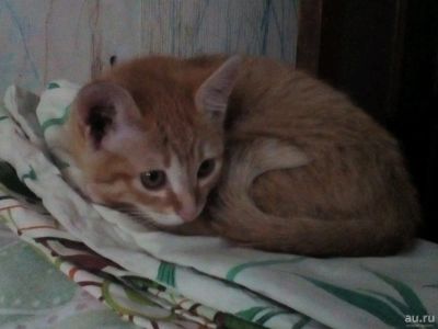 Лот: 13787216. Фото: 1. Отдам котят. Кошки, котята