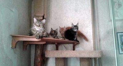 Лот: 8043334. Фото: 1. Продам крупных котят породы Мейн... Кошки, котята