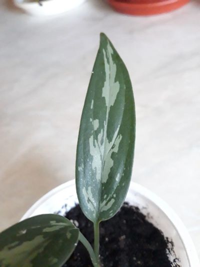 Лот: 24392645. Фото: 1. Аглаонема Трейба (Aglaonema Treubii... Горшечные растения и комнатные цветы