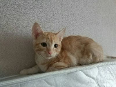 Лот: 10782747. Фото: 1. Котенок. Кошки, котята