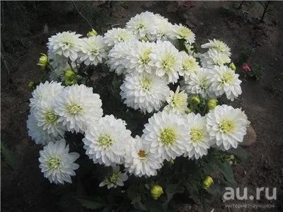 Лот: 9604885. Фото: 1. Георгин бордюрный Галери Арт Файер... Садовые цветы