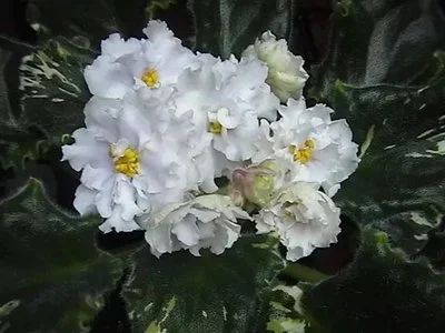 Лот: 9951652. Фото: 1. Фиалка Buskeye Big Snowstorm... Горшечные растения и комнатные цветы