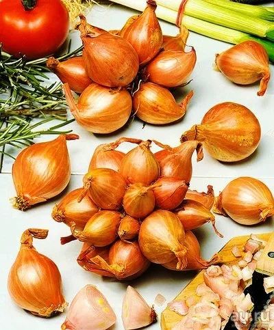 Лот: 13785708. Фото: 1. Лук "Семейный" ("Дружная семейка... Овощи