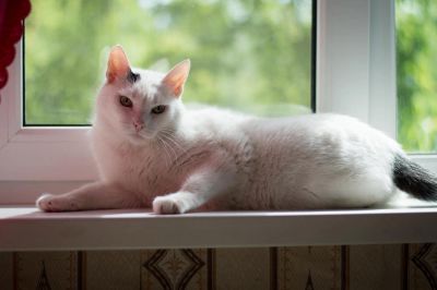 Лот: 5480227. Фото: 1. Отдам кастрированного кота. Кошки, котята