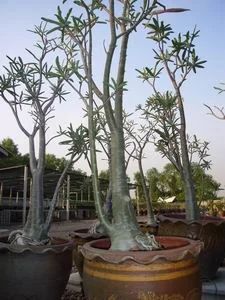 Лот: 8293608. Фото: 1. Адениум Сомаленс( Adenium Somalense... Горшечные растения и комнатные цветы