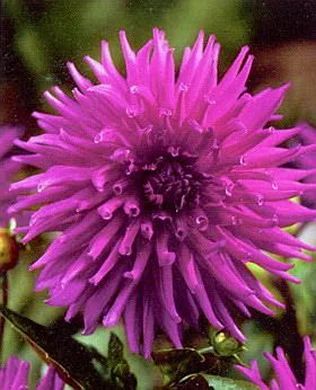 Лот: 5097181. Фото: 1. Георгина Purple Gem (корень). Другое (семена, рассада, садовые растения)