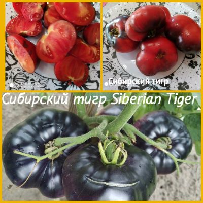 Лот: 15398263. Фото: 1. семена томата Сибирский тигр Siberian... Овощи