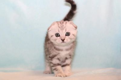 Лот: 8572840. Фото: 1. Элитная шотландская вислоухая... Кошки, котята