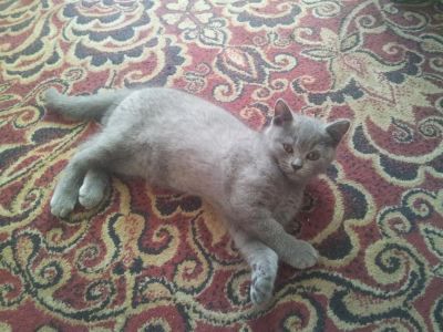 Лот: 1614937. Фото: 1. Котята Британцы красавцы!!!. Кошки, котята