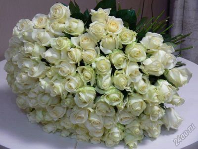 Лот: 6760078. Фото: 1. 101 белая роза из Голландии. Лот... Свежие цветы