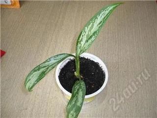 Лот: 70738. Фото: 1. Aglaonema commutatum (аглаонема... Горшечные растения и комнатные цветы