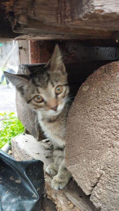 Лот: 25634527. Фото: 1. Кошка серая 2 месяца. Кошки, котята
