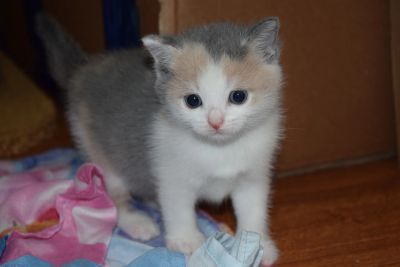 Лот: 18201511. Фото: 1. Котята На Счастье. Кошки, котята