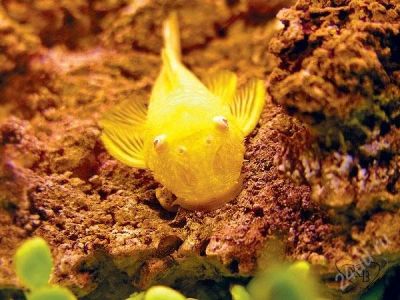 Лот: 2335699. Фото: 1. сомик анциструст. Рыбки