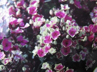 Лот: 864863. Фото: 1. флокс "ореол". Другое (семена, рассада, садовые растения)
