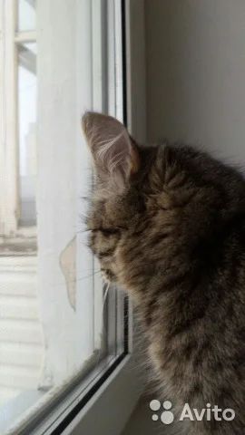 Лот: 5330728. Фото: 1. отдам замечательную кошечку в... Кошки, котята