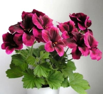 Лот: 3301899. Фото: 1. Пеларгония (герань) королевская... Горшечные растения и комнатные цветы